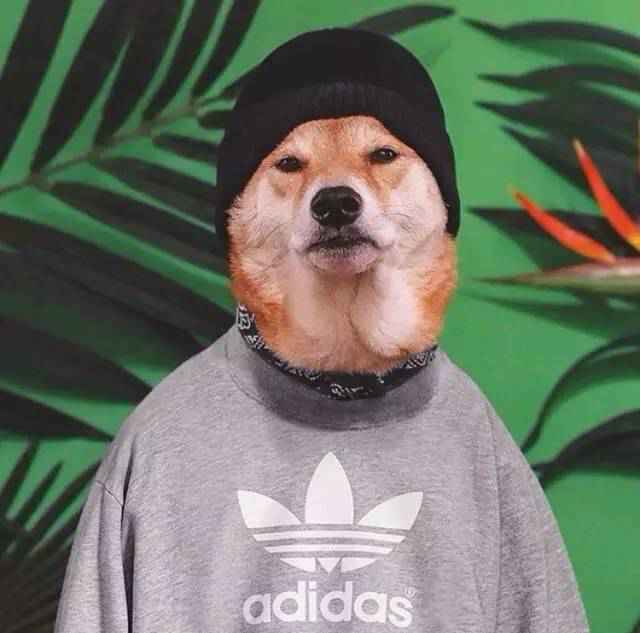 美国4岁柴犬月入10万，因长得帅代言adidas：真人间钻石王老五！