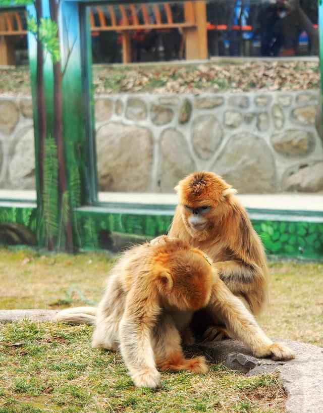 野生动物园看大老虎无间距舔屏，就问你，害怕不害怕