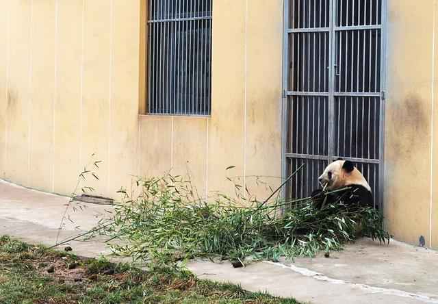 野生动物园看大老虎无间距舔屏，就问你，害怕不害怕