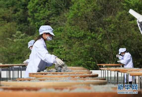 湖南张家界：谷雨将至 高山莓茶开采