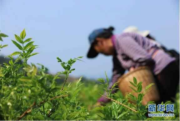 湖南张家界：谷雨将至 高山莓茶开采