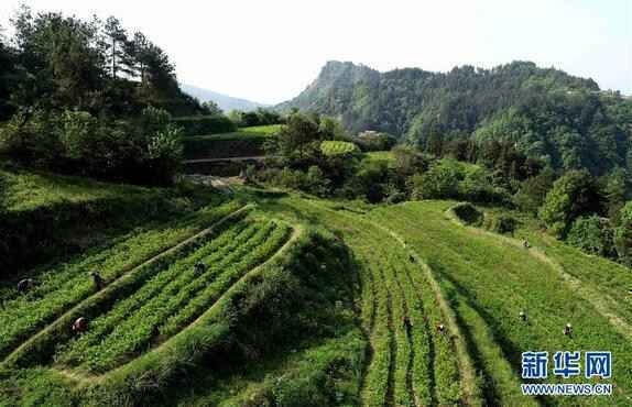 湖南张家界：谷雨将至 高山莓茶开采