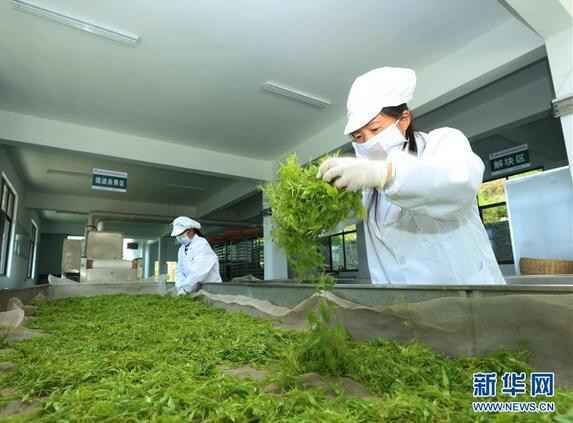 湖南张家界：谷雨将至 高山莓茶开采