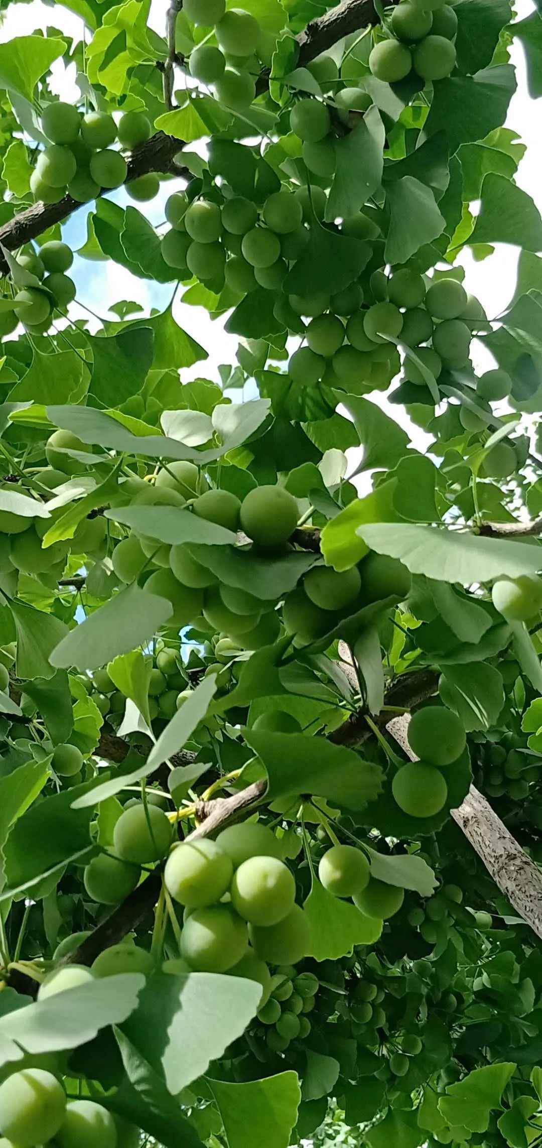 腾冲古村里的春夏秋冬四季景色，千姿百态，冬景排名云南前三！