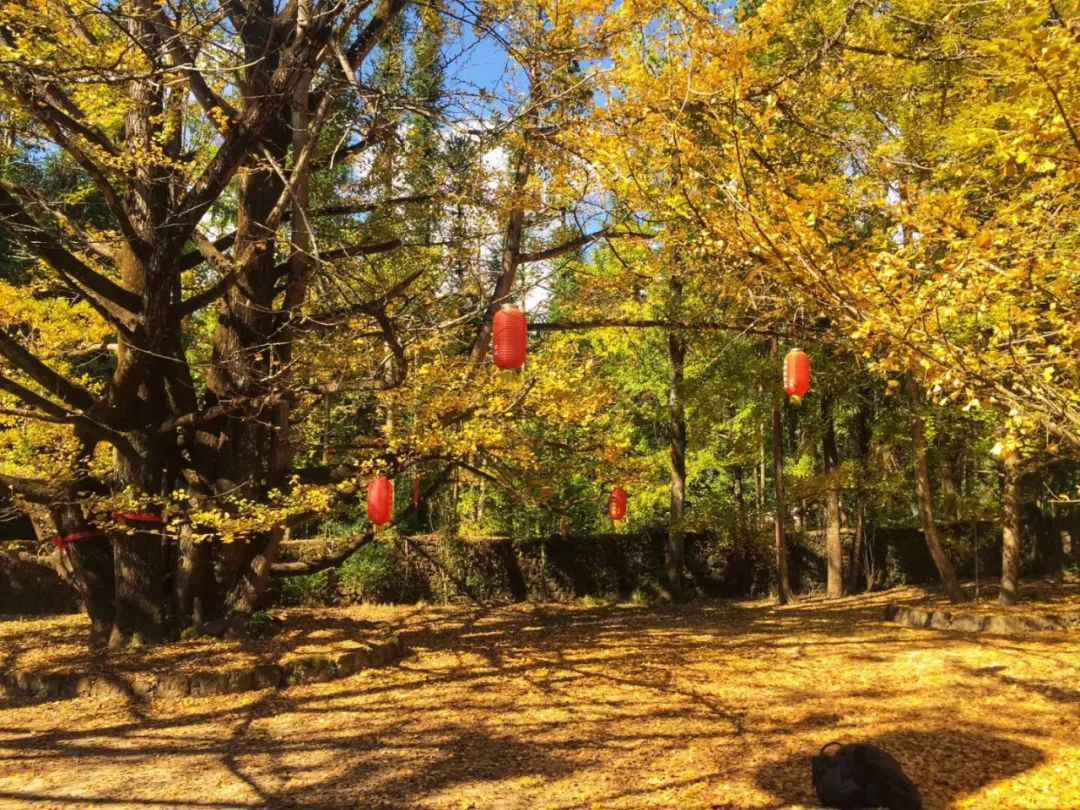 腾冲古村里的春夏秋冬四季景色，千姿百态，冬景排名云南前三！