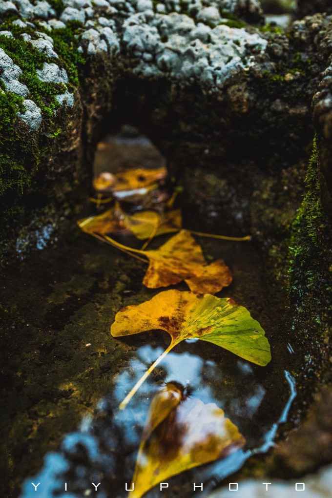 十一小长假|烟雨瘦西湖，记一场浮光掠影的扬州“苦”旅