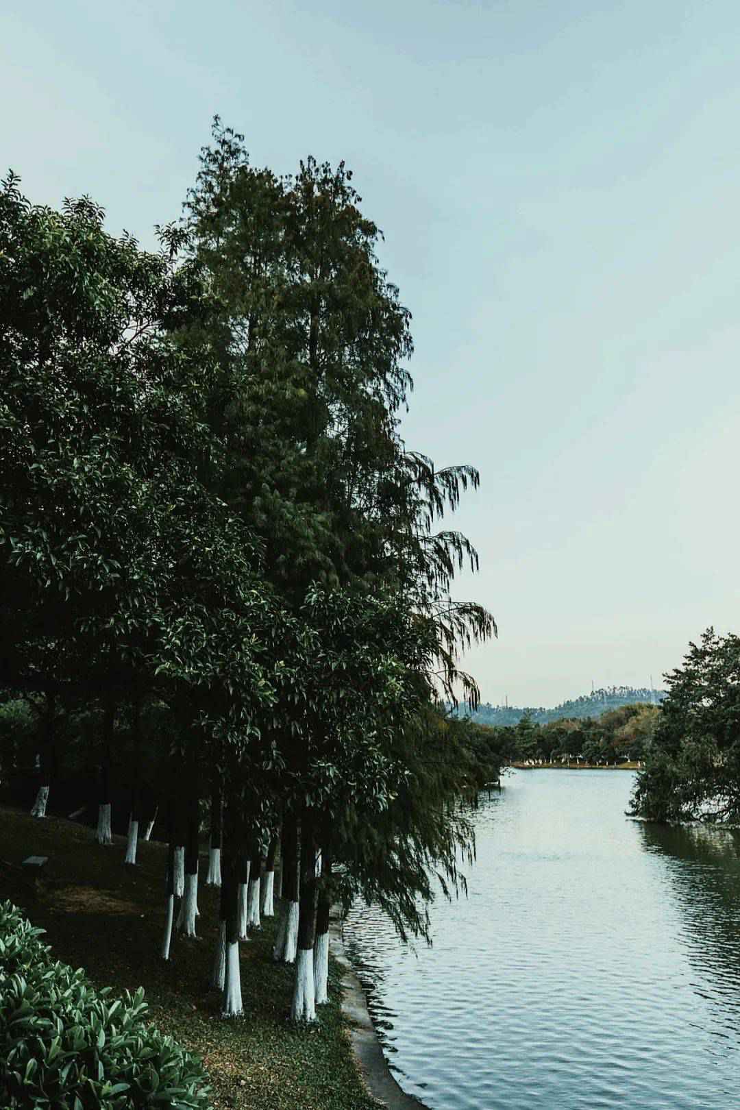 广州的秋天实在太美啦！这几个地方就像闯进了童话世界~