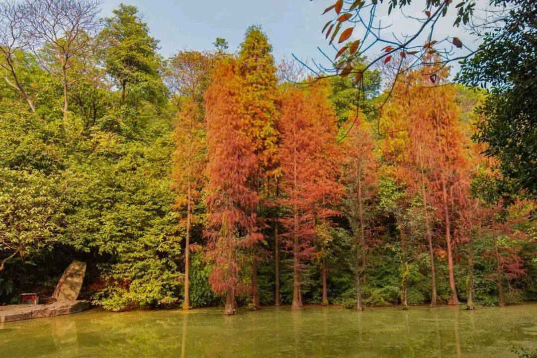 广州的秋天实在太美啦！这几个地方就像闯进了童话世界~