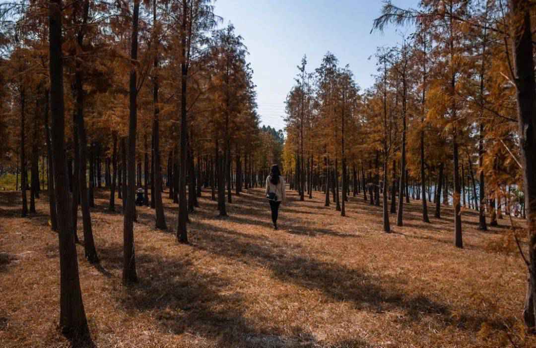 广州的秋天实在太美啦！这几个地方就像闯进了童话世界~