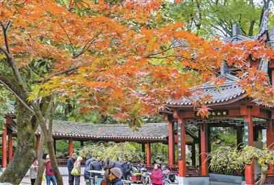 月湖景区落叶“铺金”