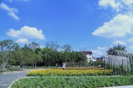 美丽乡村│走 去青浦的乡村住民宿 看花海!