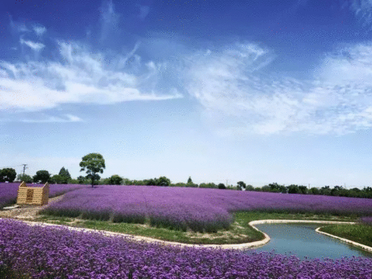 美丽乡村│走 去青浦的乡村住民宿 看花海!