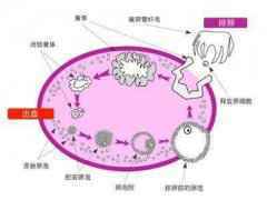 为什么有的人取卵多，有的人却很少呢？【母婴天地】