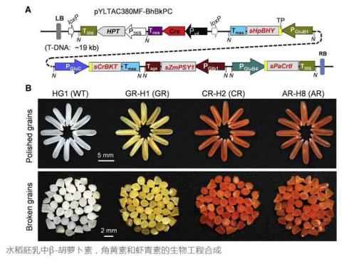 黄金大米后，大米又有新成员：转基因“虾红大