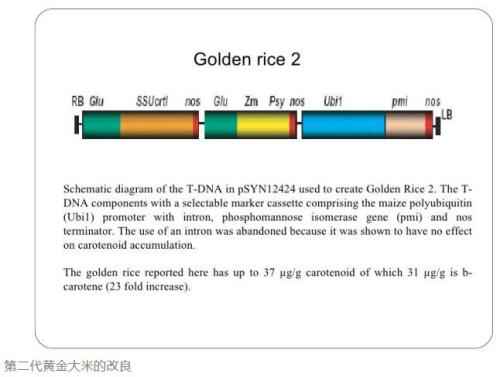 黄金大米后，大米又有新成员：转基因“虾红大